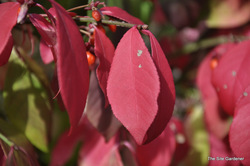 Euonymus alatus 'Compacta' — photo 1